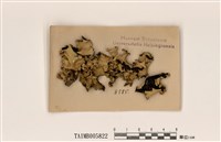 藏品(類斑葉衣屬)的圖片